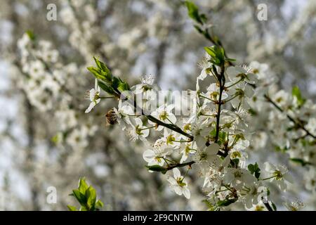 Carniolan miel abeille collecte des goodies Banque D'Images
