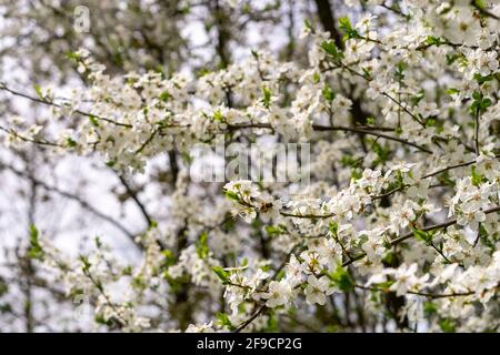 Carniolan miel abeille collecte des goodies Banque D'Images