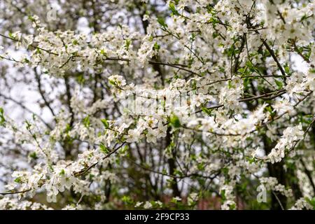 Carniolan miel abeille collecte des goodies Banque D'Images
