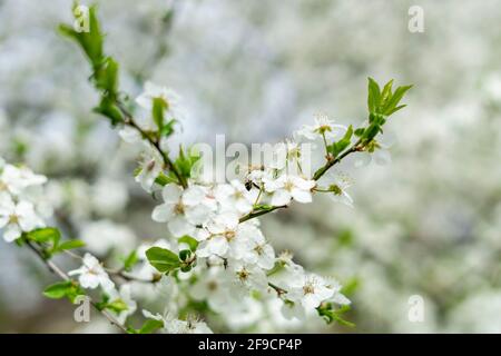 Carniolan miel abeille collecte des goodies Banque D'Images