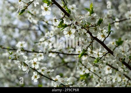 Carniolan miel abeille collecte des goodies Banque D'Images
