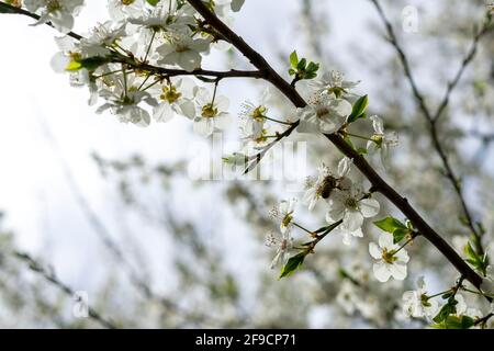Carniolan miel abeille collecte des goodies Banque D'Images