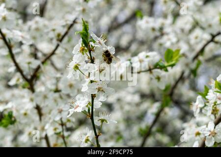 Carniolan miel abeille collecte des goodies Banque D'Images