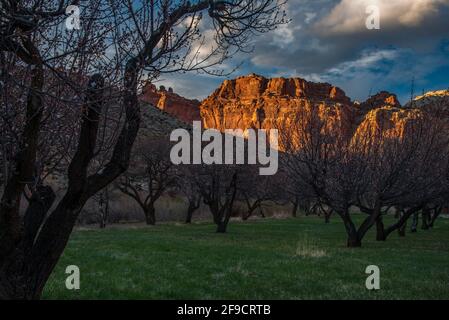 Verger d'abricot et mécas de roche rouge à Fruita, Utah, États-Unis. Fruita est un quartier historique du parc national de Capitol Reef. Banque D'Images