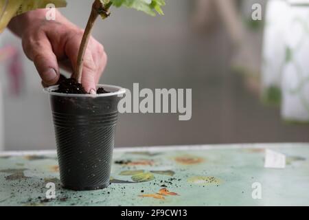 Gros plan de la main d'un homme plante un pépins de raisin dans le sol. Place pour votre texte Banque D'Images