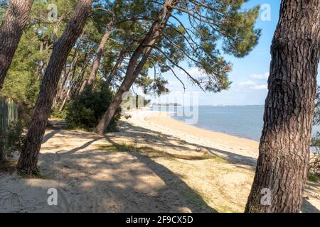Plage vide d'une île couverte de pins, prise le jour d'hiver ensoleillé sur l'île d'Oléron, Charente, France Banque D'Images