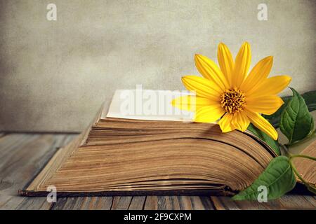 Fleur jaune et vieux livre ouvert sur fond de grunge Banque D'Images