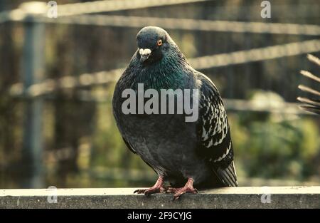 Gros plan d'un mignon pigeon bleu et gris Banque D'Images