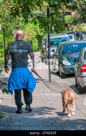 Homme chauve avec bras tatoués chien de marche sur la chaîne forte plomb. Banque D'Images