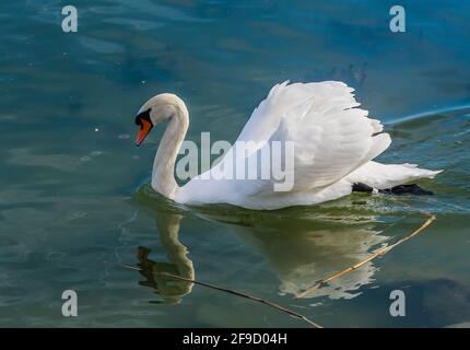 Cygne au Lac Balaton, Hongrie Banque D'Images