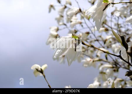 Belles fleurs de magnolia blanc (Magnolia salicifolia?) Au soleil du printemps à Ottawa, Ontario, Canada. Banque D'Images