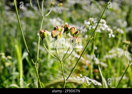 Graines d'apulum de tordylium -pimpernel romain ou hartmotte méditerranéenne - , fruits de forme ovale vert ,au premier plan fleurs blanches de tordylium Banque D'Images