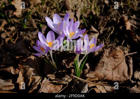 Merveilleux pétales de lilas et de pourpre d'un crocus du début du printemps (Crocus tommasinianus) dans un parc à Ottawa, Ontario, Canada. Banque D'Images