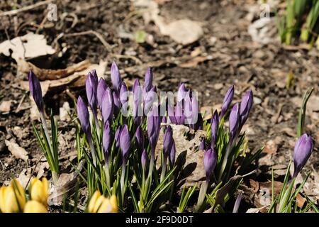 Grappe de fleurs lilas/violettes de crocuses du début du printemps (Crocus tommasinianus) sur le point d'ouvrir, dans un jardin à Ottawa, Ontario, Canada. Banque D'Images