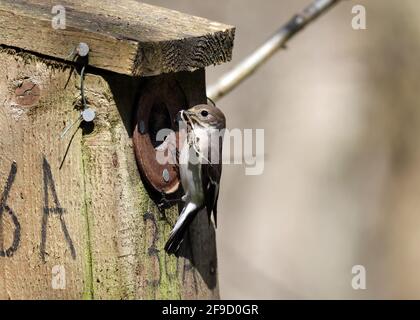 Pied Flycatcher, Ficedula hypoleuca, avec matériel de nidification dans les bois gallois Banque D'Images