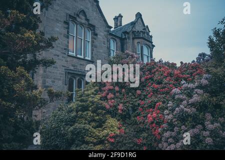 Buissons pleins de fleurs en face d'une maison écossaise typique, Stirling. Concept: Architecture typiquement écossaise Banque D'Images