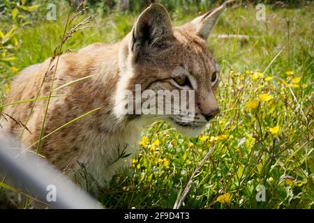 Lynx eurasien au parc naturel de Langedrag en Norvège Banque D'Images