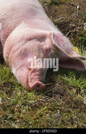 Gros plan du grand cochon dormant, Norvège Banque D'Images