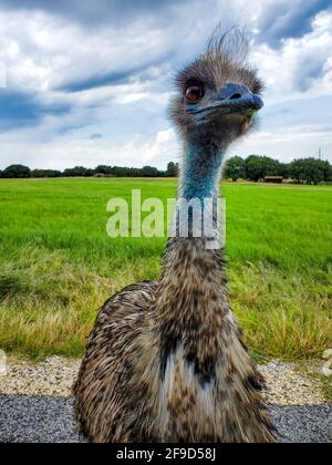 Portrait d'un seul oiseau d'émeu posé dans le vert arrière-plan du champ Banque D'Images