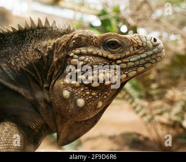 Cymura nubila - yman îles Ground iguana Banque D'Images