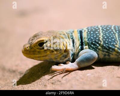 Baja Blue Rock Lizard - Petrosaurus thalassinus Banque D'Images