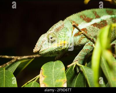 Portrait du caméléon à tête conique adulte sur la branche avec des feuilles - Chameleo calyptratus Banque D'Images