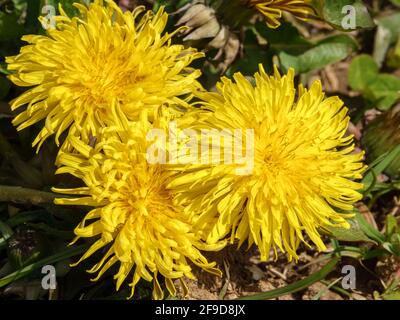 trois pissenlits de printemps jaune vif en pleine floraison Banque D'Images