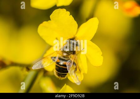 Abeilles en recueillant le miel sur de minuscules fleurs jaunes de jasmin-Jasminum nudiflorum d'hiver. Banque D'Images