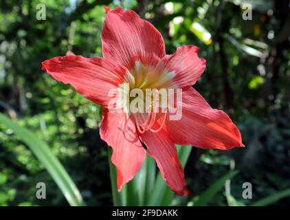 Vue latérale d'une grande fleur d'oignon sauvage rouge dans le jardin Banque D'Images