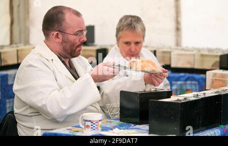 Les juges examinent un hamster lors d'une exposition de hamster Banque D'Images