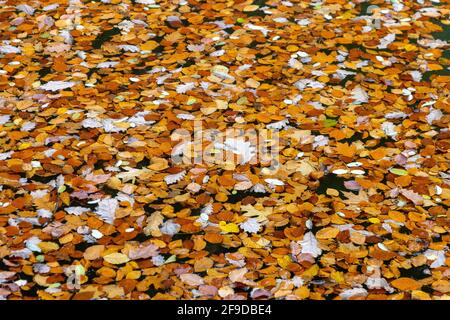 Feuilles colorées en automne dans l'eau Banque D'Images