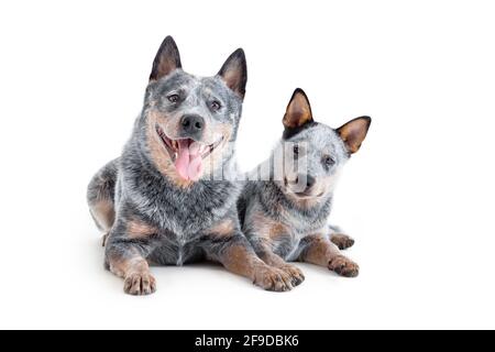 Deux heureux chien bleu heeler ou chien de bétail australien, adulte et chiot, isolé sur fond blanc. Banque D'Images