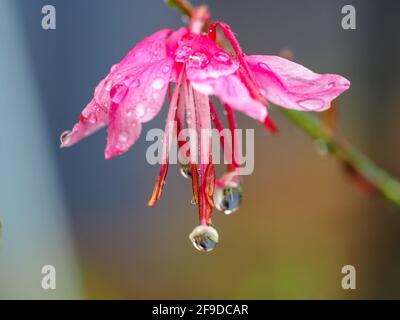 Jolie fleur rose Gaura, Butterfly Bush qui coule avec le poids de gouttelettes d'eau rondes parfaitement formées suspendues à l'extrémité des étamines Banque D'Images