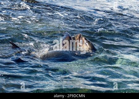 Nage de lions de mer dans une piscine à marée à Punta Espinoza, île Fernandina, Galapagos, Équateur Banque D'Images