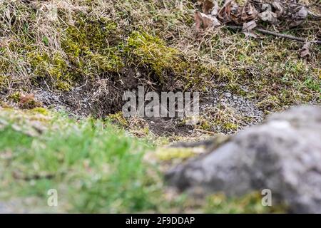 Common Vole - Praire Vole Banque D'Images