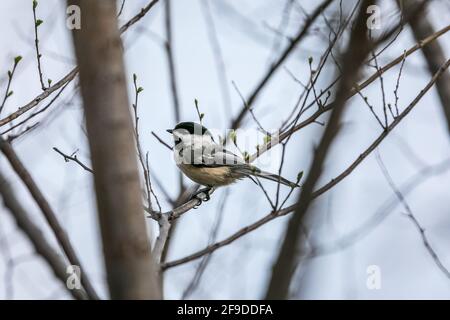 Mésange à tête noire - Chickadee à tête noire au Québec Banque D'Images