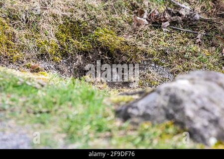 Common Vole - Praire Vole Banque D'Images