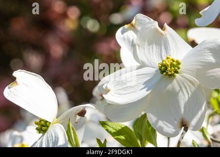 De belles fleurs de cornouiller blanches annoncent l'arrivée du printemps à Atlanta, en Géorgie. (ÉTATS-UNIS) Banque D'Images