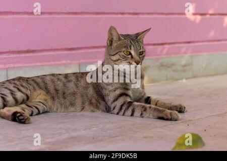 Gros plan de chat tabby assis dans la cour de la maison. Concept au repos d'été, animaux domestiques Banque D'Images