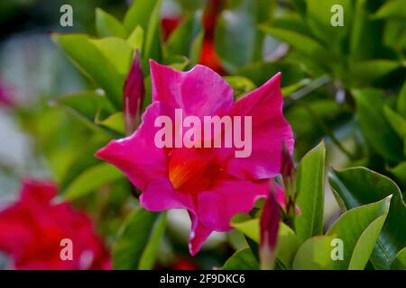 Fleur du jasmin brésilien ou Diladenia - Mandevilla sanderi - en été, Allemagne Banque D'Images