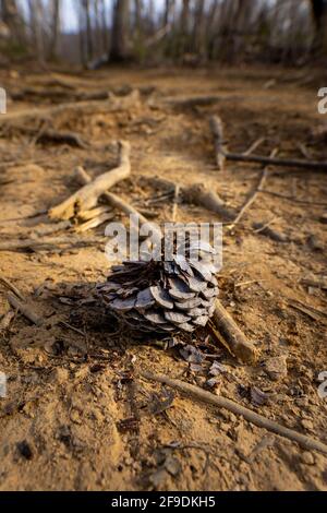 cône de pin brûlé et endommagé sur le sol après un feu de forêt Banque D'Images