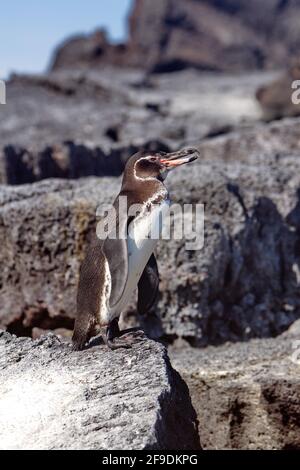 Pingouin Galapagos (Spheniscus mendiculus) à Punta Morena, île Isabela, Galapagos, Equateur Banque D'Images