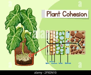 Schéma illustrant la cohésion des plantes Illustration de Vecteur