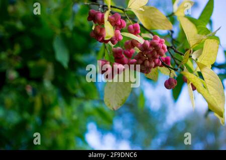 fleurs d'euonymus sur une branche contre le feuillage Banque D'Images