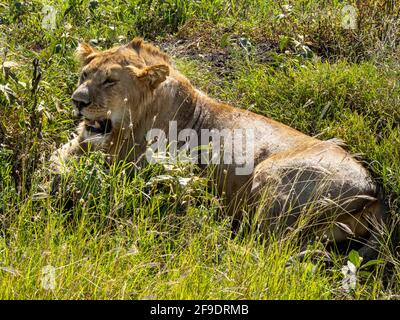 Parc national du Serengeti, Tanzanie, Afrique - 1er mars 2020 : jeune lion reposant dans l'herbe Banque D'Images