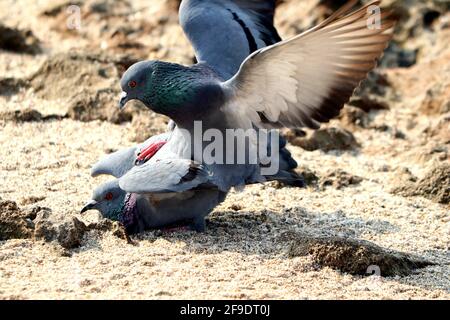 Un gros plan d'un pigeon de roche qui s'accouple au sol Banque D'Images