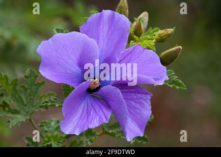 Sydney Australie, alyogyne huegelii 'West Coast Gem', également connu sous le nom d'hibiscus lilas Banque D'Images