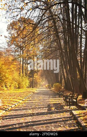 Feuilles jaunes tombées sur le sentier dans le parc d'automne du matin. Magnifique paysage d'automne Banque D'Images