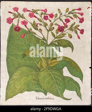 Usine de tabac; tabacum latifolium – Art de Basilius Besler (1561–1629) – tabac à grandes feuilles Banque D'Images