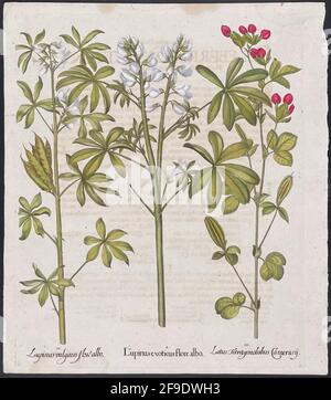 Lupin, Lily; Lupinus, Lotus – Art de Basilius Besler (1561–1629) Banque D'Images